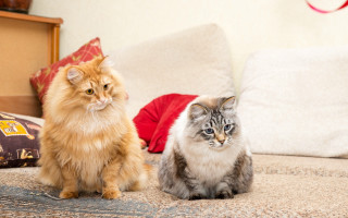 Two cats bed pillows blue - one cat free wallpaper