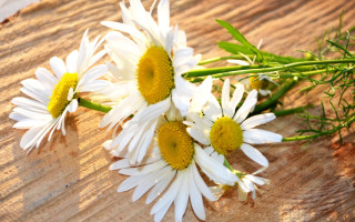 Daisies wooden table green stems 2 - constance copeman free wallpaper