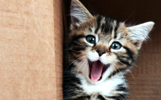 Yawning kitten in box cute - a box free wallpaper