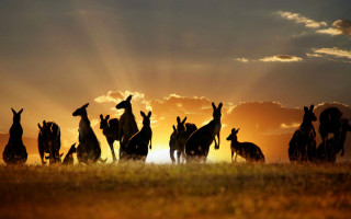 Kangaroos sunset field clouds twilight - the sun behind them free wallpaper