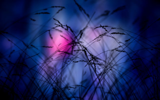 Blurry plant background lights moon - a blurry image free wallpaper