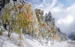 Snowy road trees winter nature - area free wallpaper