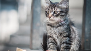 Kitten woodenfloor windowsill bananapeel cat - a wooden floor next free wallpaper