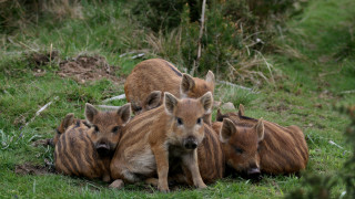 Wild boars grass group camera - david young cameron free wallpaper