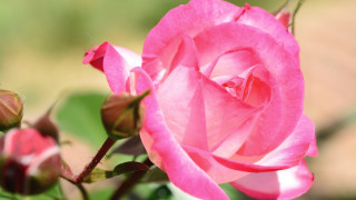 Pink rose garden macro blurry 2 - rose free wallpaper