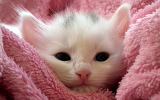 White kitten peeking pink blanket - dom qwek free wallpaper