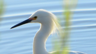 White bird long neck water - a long neck free wallpaper