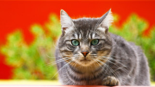 Green eyes cat red wall - sharp focus free wallpaper