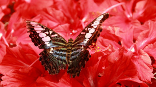 Butterfly flower red background macro - red flower free wallpaper
