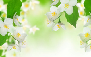 Closeup flowers leaves white background - yellow center free wallpaper