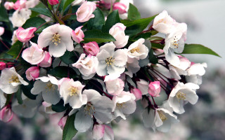 Closeup flowers green leaves pink - the top free wallpaper