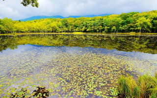 Lake trees water lilies cloudy - amano free wallpaper