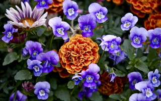 Flowers grass orange purple bloom - the grass together free wallpaper