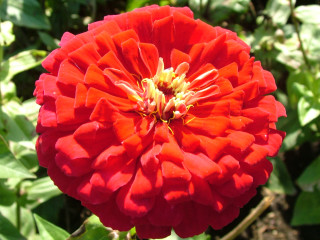 Red flower yellow center garden 2 - a red flower free wallpaper