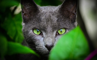 Cat green eyes blurry background 3 - dennis ashbaugh free wallpaper for desktop
