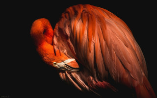 Flamingo standing head down wings - a flamingo free wallpaper