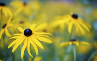 Yellow flower bokeh macro shallow - yellow flower free wallpaper