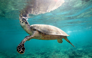 Turtle ocean sunshine underwater nature - a turtle swimming in the ocean free wallpaper