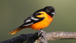 Orange black bird on branch - a branch of a tree branch free wallpaper