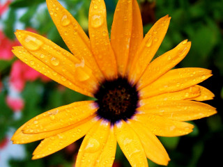 Yellow flower water droplets green 2 - petal free wallpaper
