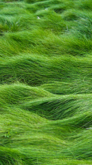 Field green grass waves bird - free nature wallpaper