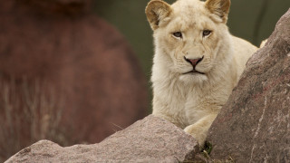 White lion rock bear shiba - a white lion free wallpaper