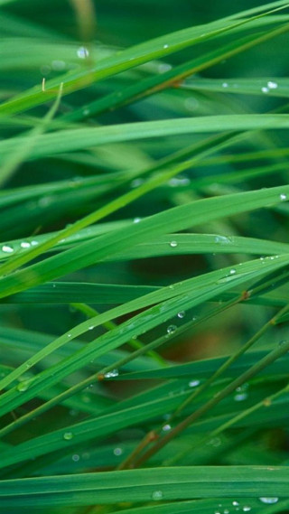 Green grass water drops macro 2 - ecological art free wallpaper