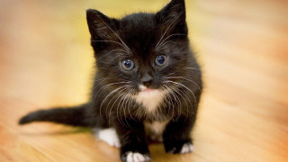 Black kitten blue eyes sad - david dougal williams free wallpaper