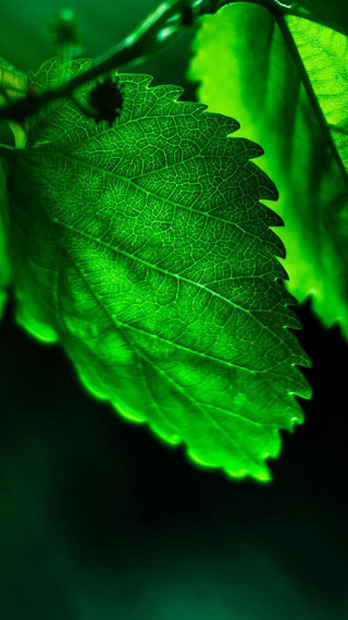 Green leaf branch blurry background 2 - a blurry background of leaves free wallpaper