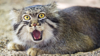 Cat open mouth tongue whiskers - mouth wide open free wallpaper