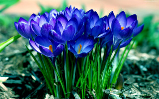 Purple flowers grass sidewalk macro - dirt and grass free wallpaper