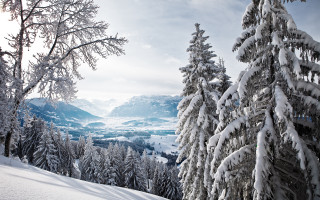 Snow mountain valley trees forest - covered tree free wallpaper