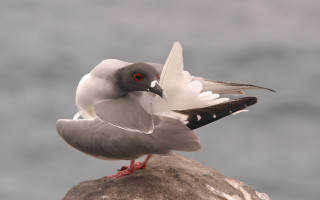 Bird rock ocean cloudy red - upper body free wallpaper