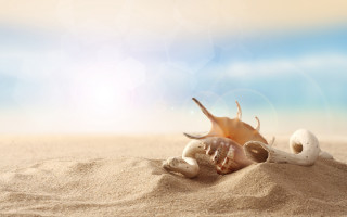 Shell beach sand sunbeam photorealistic - a sandy beach free wallpaper