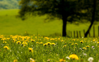 Flower field bush tree fence - flower free wallpaper