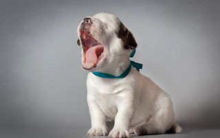 Small white dog yawning blue - a gray background free wallpaper