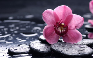 Pink flower rocks water droplets - still free wallpaper