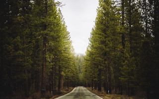 Forest road sign tiltshift shallowstars - tall tree free wallpaper