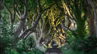 Road trees nature scenery pathway - a bunch of trees free wallpaper