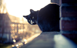 Black cat brick wall building - depth of field free wallpaper
