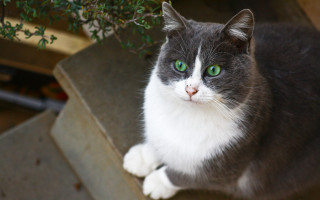 Black cat green eyes puzzle - green eye free wallpaper