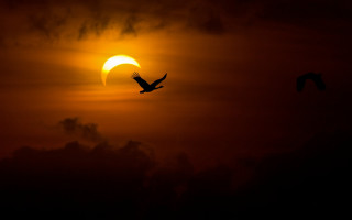 Bird sunset cloudy sky matte - the sun free wallpaper