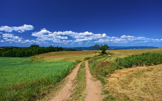 Dirt road green field blue 4 - a dirt road free wallpaper