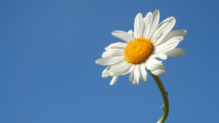 White daisy blue sky flower - thin free wallpaper
