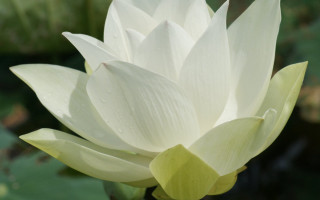White flower green leaves blurry - free textures wallpaper