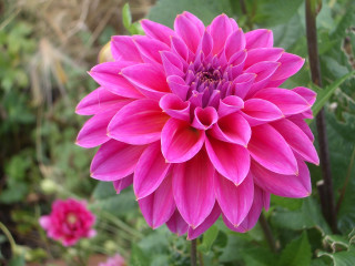 Pink flower green leaves blurry 15 - the foreground free wallpaper