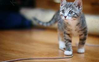 Kitten wooden floor chain blurry - a chain free wallpaper