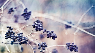 Berries branch day blurry background - a bunch of berries free wallpaper