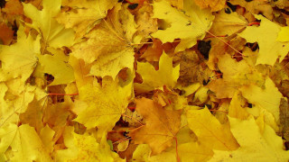 Yellow leaves black cat autumn 2 - yellow leaf free wallpaper