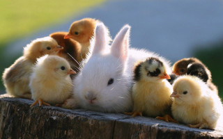 Chicks bunny wooden fence grass - a wooden fence post free wallpaper